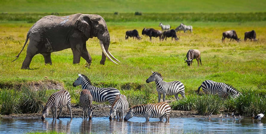 Serengeti-National-Park