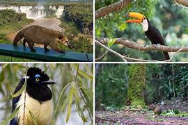 Iguazu Falls birds